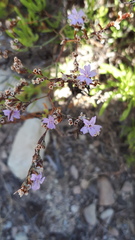 Limonium melitense