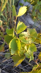 Vitis acerifolia