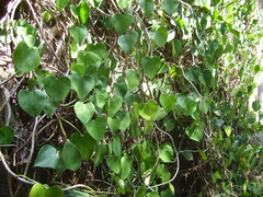 Philodendron microstictum