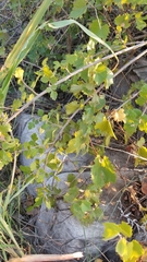 Vitis acerifolia