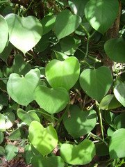 Philodendron microstictum