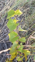 Vitis acerifolia