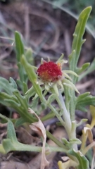 Gaillardia suavis