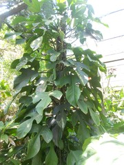 Philodendron panduriforme