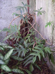 Philodendron pedatum