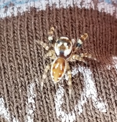 Metaphidippus chera
