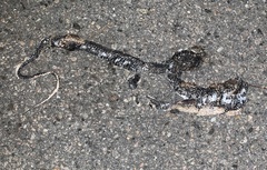 Coluber constrictor constrictor