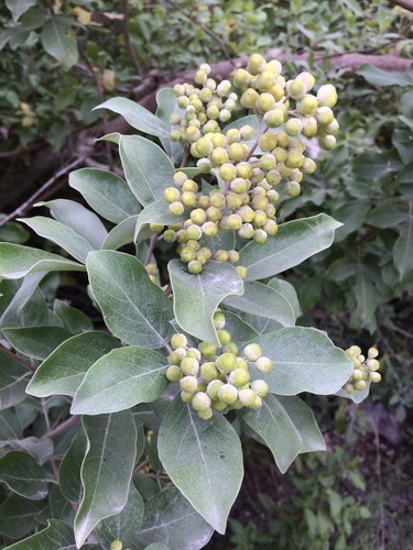 Vitex trifolia