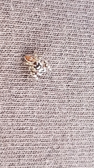 Metaphidippus chera