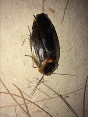 Blaberus craniifer