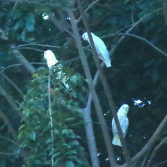 Cacatua goffiniana