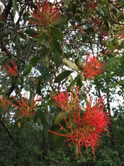 Psittacanthus schiedeanus
