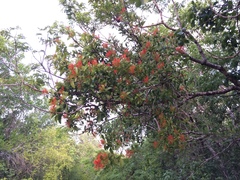 Psittacanthus schiedeanus