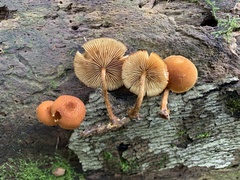 Phaeomarasmius proximans