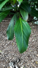 Pseudopanax crassifolius × lessonii