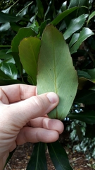 Pseudopanax crassifolius × lessonii