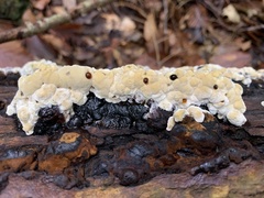 Inonotus glomeratus
