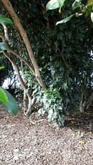 Pseudopanax crassifolius × lessonii