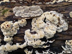 Inonotus glomeratus