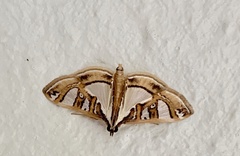 Glyphodes pyloalis