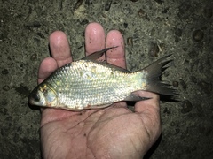 Smallmouth Buffalo photo 4