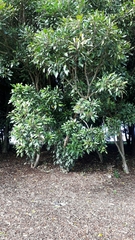 Pseudopanax crassifolius × lessonii