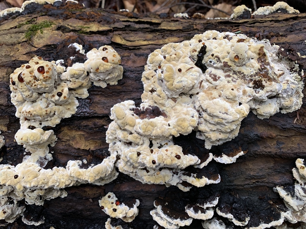 Inonotus glomeratus