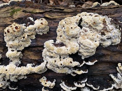 Inonotus glomeratus