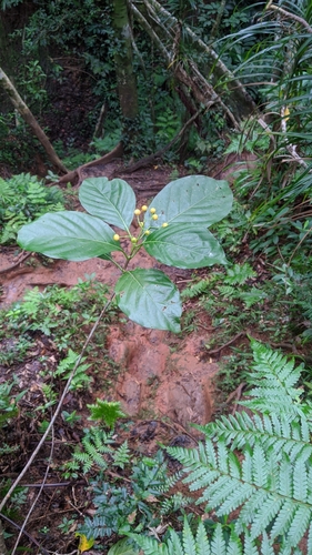 Image of Tarenna asiatica by (c) Cheng-Te Hsu, some rights reserved (CC BY)