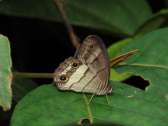Euptychoides laccine