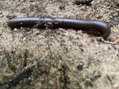 Narceus americanus