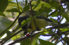 Parus major
