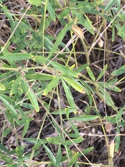 Pediomelum tenuiflorum