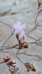 Limonium melitense