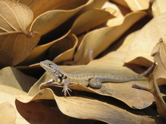 Sceloporus parvus