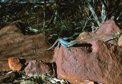 Ctenophorus modestus