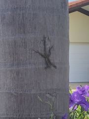 Anolis sagrei