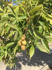 Aesculus glabra