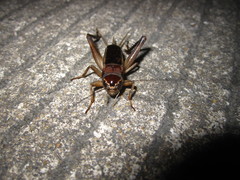 Teleogryllus mitratus