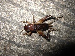 Teleogryllus mitratus