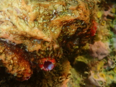 Pyura dura
