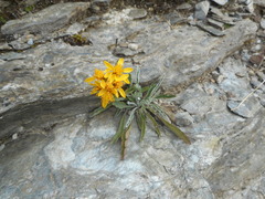 Jacobaea carniolica