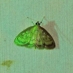 Crocidophora tuberculalis