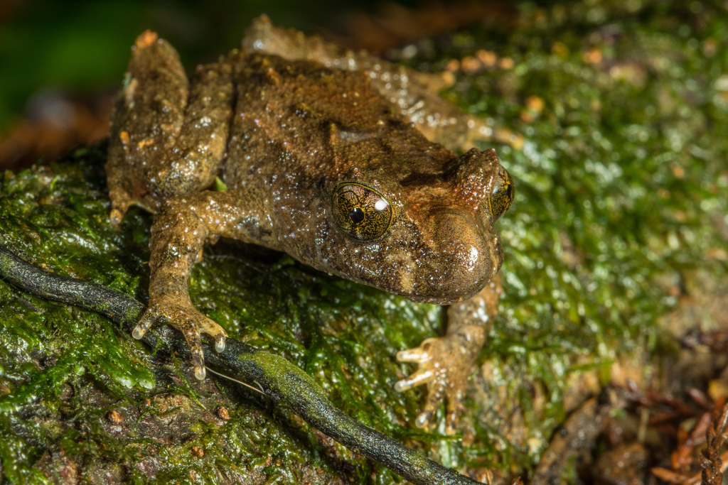 Hochstetter's Frog (Threatened Species recorded in Waipa District, New ...