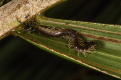 Cormocephalus rubriceps