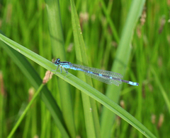 Coenagrion lanceolatum