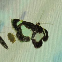 Heliomata cycladata