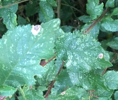 Stigmella plagicolella