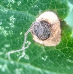 Stigmella plagicolella