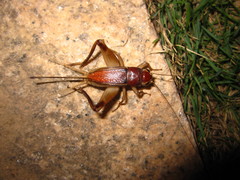 Teleogryllus mitratus